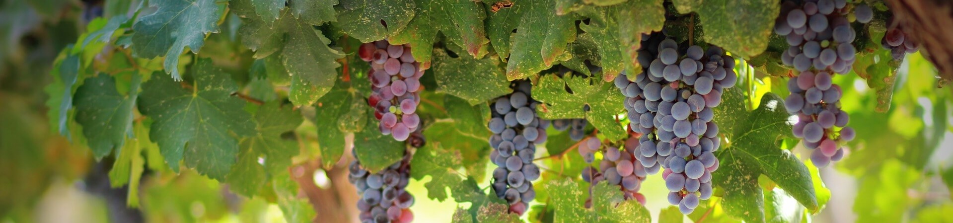 What grape is best suited for the Hunter Valley?